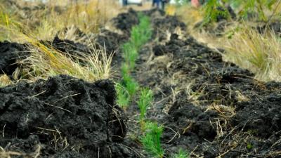 В рамках Всероссийской акции в Кузнецком районе планируется высадить порядка 5 тысяч сеянцев сосны обыкновенной