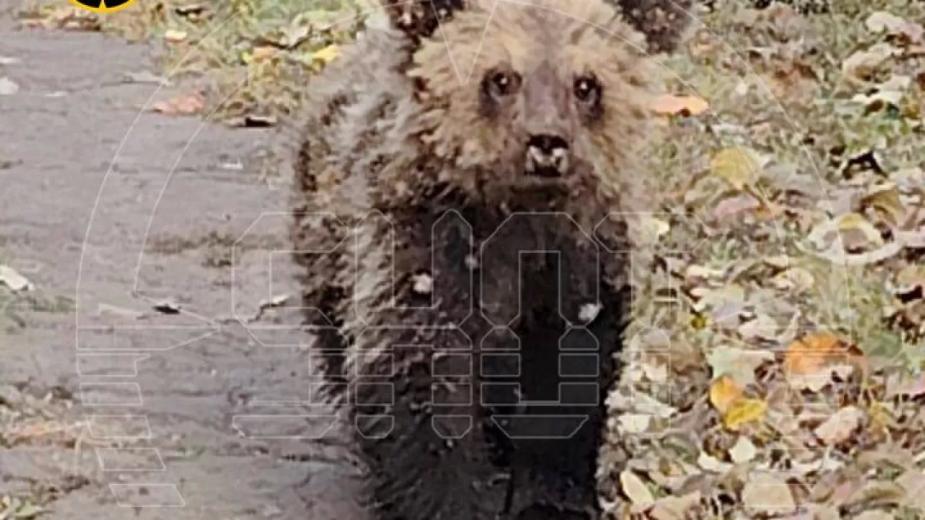 Прокуратура выясняет, зачем пензенский лесник застрелил медвежонка