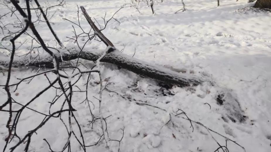 На Олимпийской аллее упавшее дерево убило мужчину