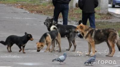 В Госдуме приняли «собачий» закон: за что и как будут штрафовать владельцев